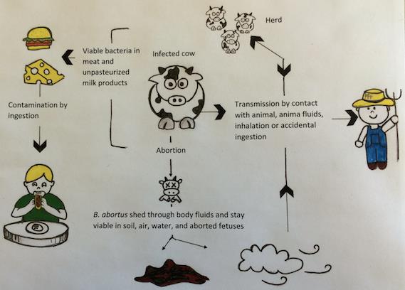 Figure 1: Summary of the major possible transmission routes of B. abortus to humans (figure by Justine Hadrava).