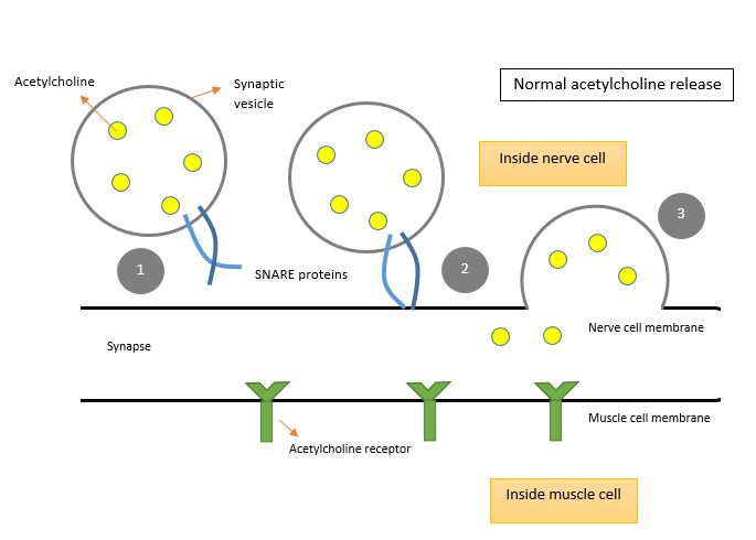 Figure 2: Release of acetylcholine in the synapse. 1. SNARE proteins bringing synaptic vesicles to the cell membrane 2. Fusion of the vesicle and the membrane 3. Release of acetylcholine in the synapse, free to bind receptors on the surface of muscle cells.