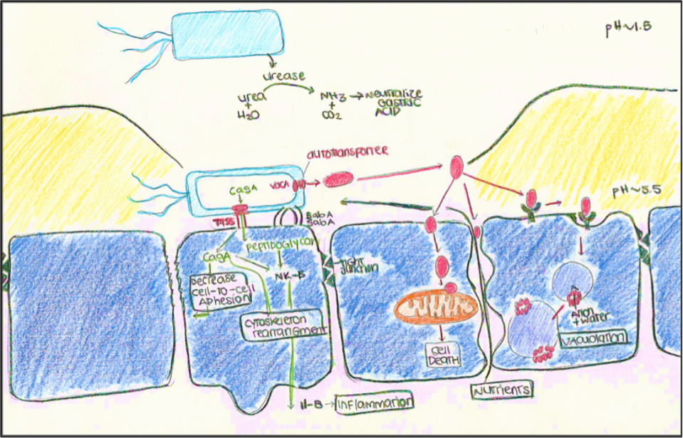 Figure 2: Function of Urease, adhesion of H. Pylori by BabA/SabA, T4SS secretion of cagA and its function and the function of the autotransporter VacA. 