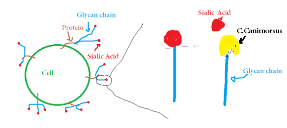 Figure 2: C.canimorsus cleaves the sialic acid on the glycan chains to feed on them.