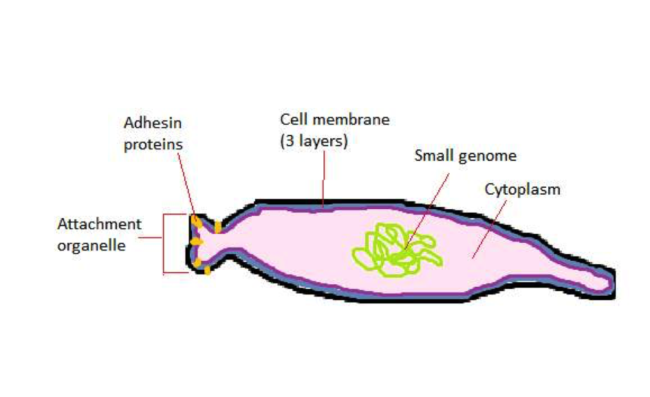 Figure 2: Representational drawing of a mobile M. pneumoniae bacteria, showing the main internal and external structures, with a simple cytoplasm, a very small genome, a cell membrane consisting of 3 layers, no cell well. The attachment organelle contains adhesin proteins that allow the bacteria to dock on the host’s membrane.