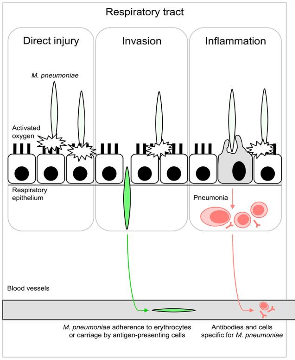 https://mechpath.com/wp-content/uploads/2015/11/myoplasma_fig3.png?w=960&utm_source=chatgpt.com
