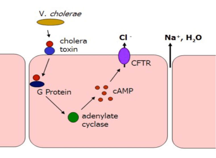 Figure 1: Schematic illustration of events that take place upon binding of cholera toxin to epithelial cells of the intestine. Source: http://www.sharinginhealth.ca/pathogens/bacteria/vibrio_cholerae.html, David La Pierre