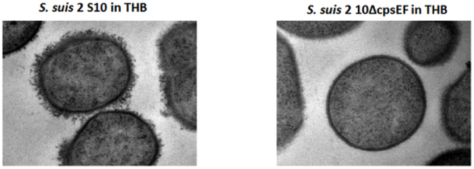 Figure 3. Detection of encapsulation of S. suis strains by LRR staining and transmission electron microscopy. S. suis 2 S 10 shows a thick capsule, whereas no capsular material can be seen in isogenic mutant strain S. suis 2 10ΔcpsEF. (Source: Host-Microbe Interactomics, Animal Sciences, Wageningen University, Marjolein Meijerink, Maria Laura Ferrando, Geraldine Lammers, Nico Taverne, Hilde E. Smith, Jerry M. Wells (2012). Available from: http://journals.plos.org/plosone/article?id=10.1371/journal.pone.0035849)