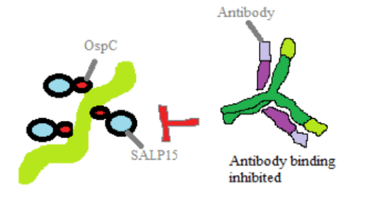 Figure 3. Protection against antibody binding and killing by SALP15 bound to OspC. 